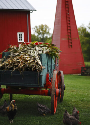 Grow, Process, and Use Sorghum Syrup